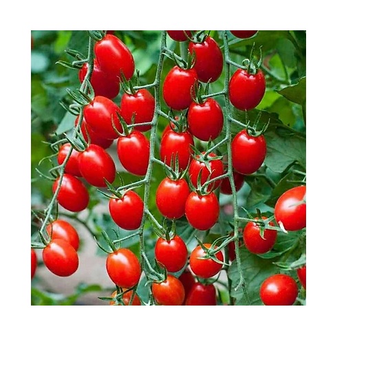 HẠT GIỐNG CÀ CHUA BI F1 (CHERRY TOMATO F1)