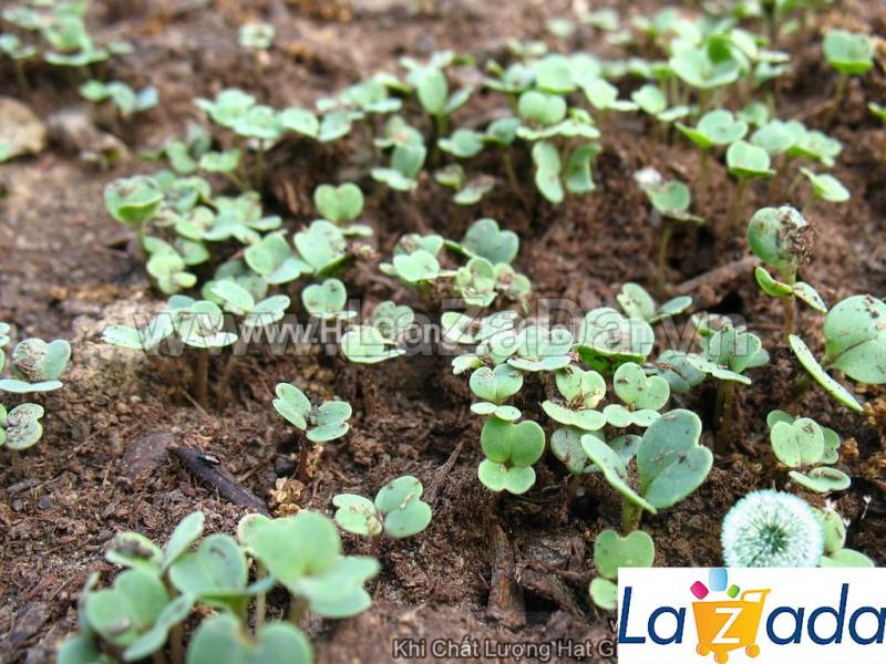 1000h Hạt Giống Arugula Rocket Lá Chẻ Pro (B1.303| C19*W50*M248)