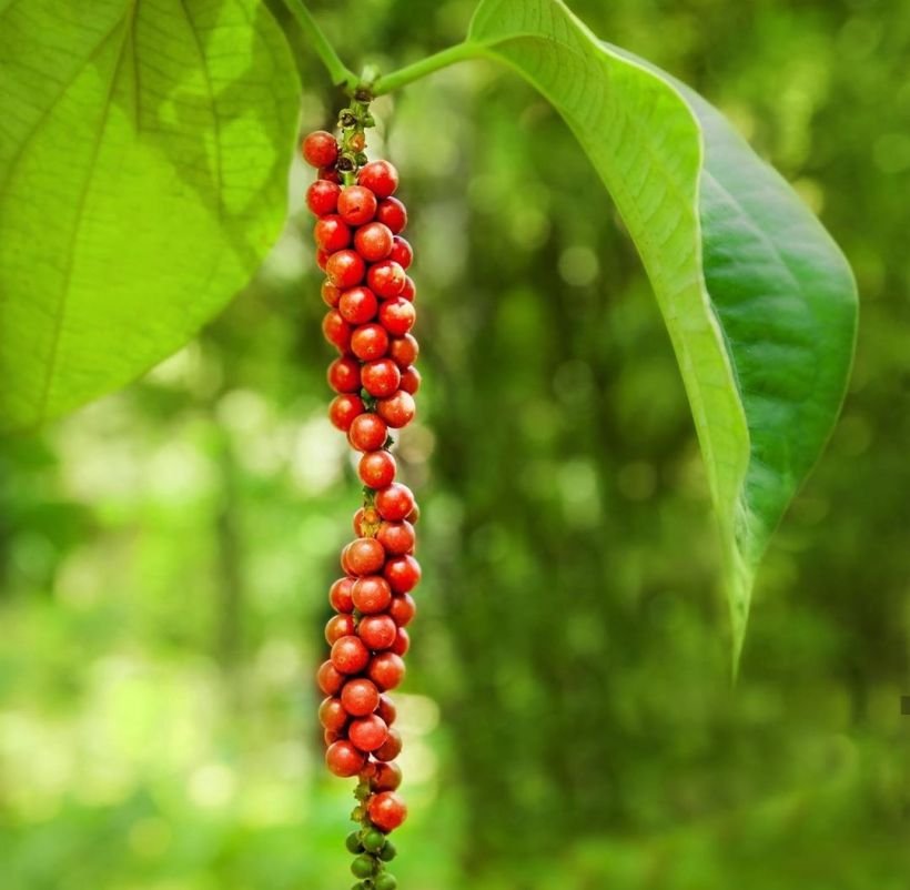 Tiêu Chín Đỏ Phú Quốc loại 1 - 200gram