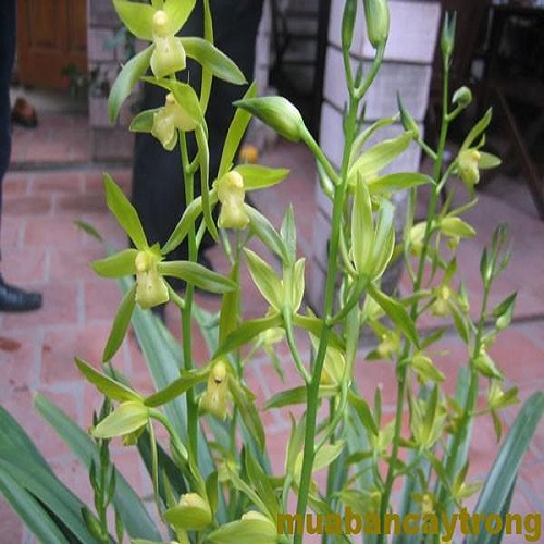 CHẬU ĐỊA LAN THANH NGỌC