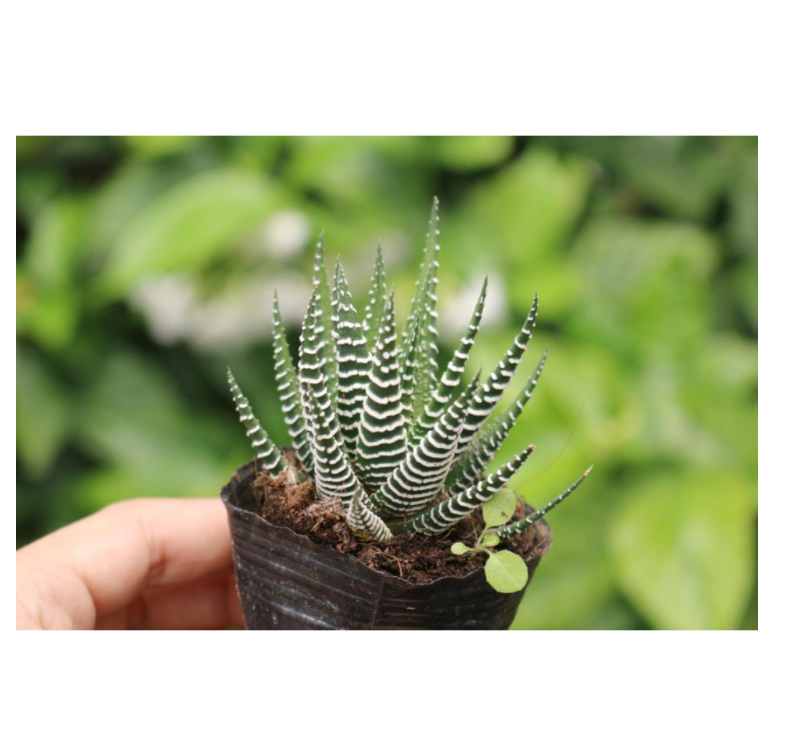 CÂY RỒNG - ĐÀ LẠT - LỖI 1 ĐỔI 1
