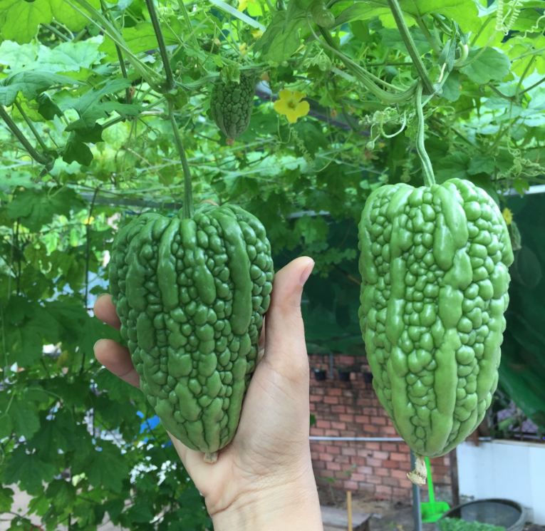 Hạt Giống Khổ Qua trái tim xanh - gói 5 hạt
