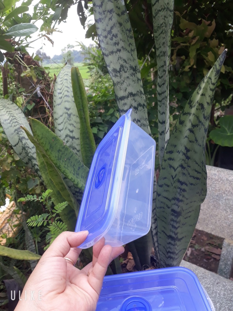 COMBO 5 HỘP NHỰA CHỮ NHẬT 800ML