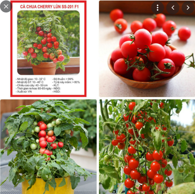 Hạt giống cà chua cherry lùn f1