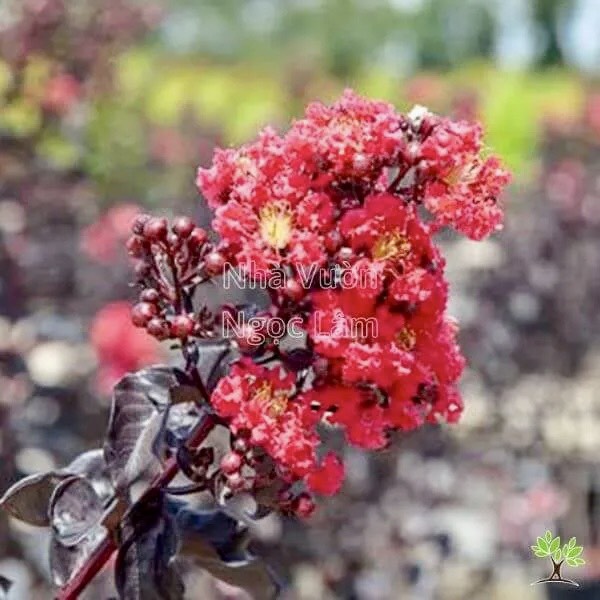 Cây tường vi huyết long giống