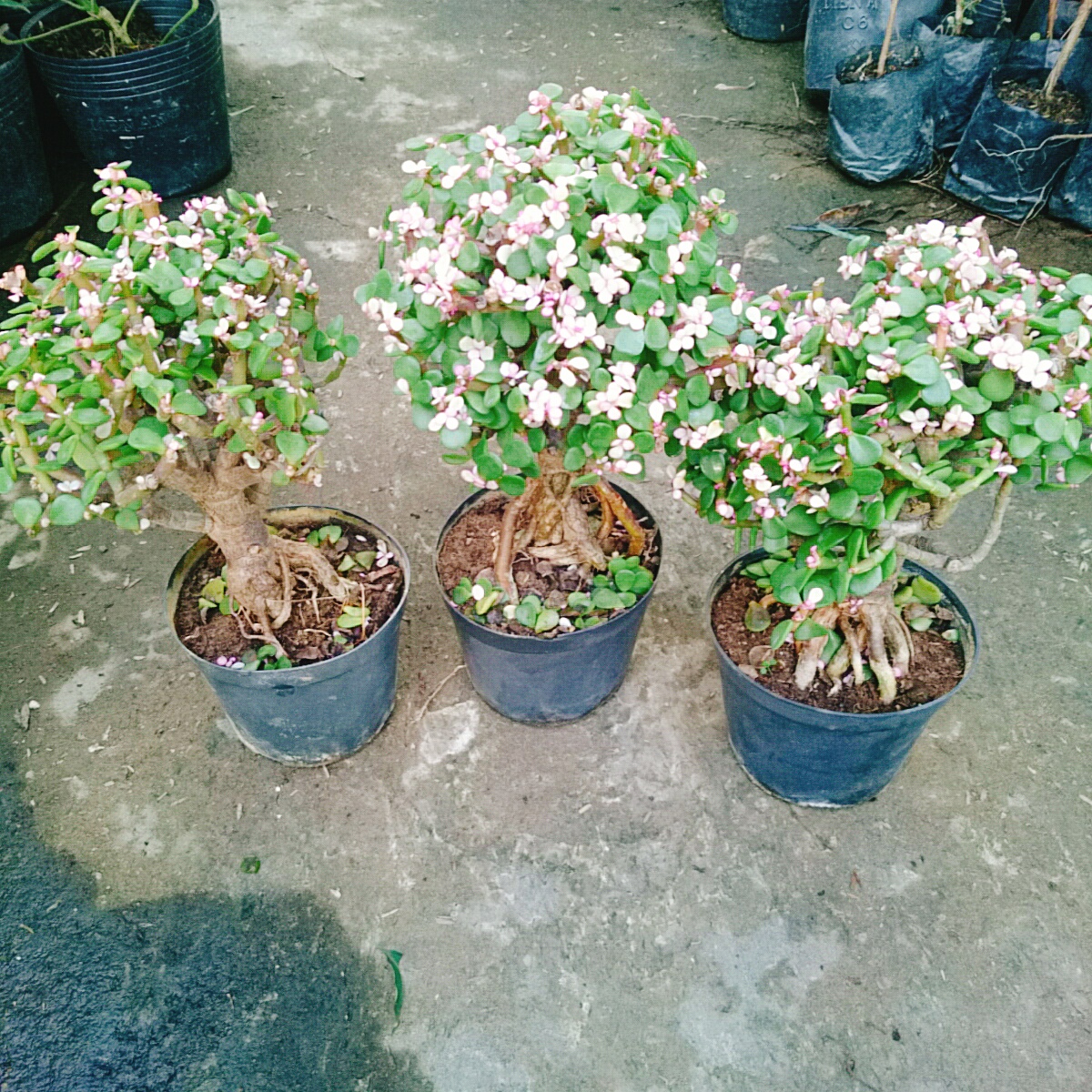 Cây Ngọc Bích (Đỏ) - Cây cảnh bonsai để bàn