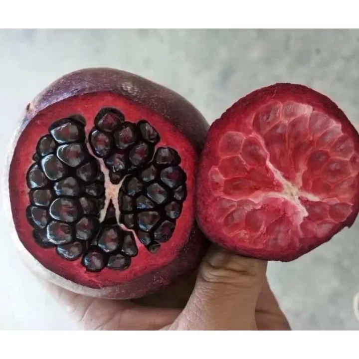 Cây Lựu Tím (Lựu Đen) - (chuẩn giống cây trồng)