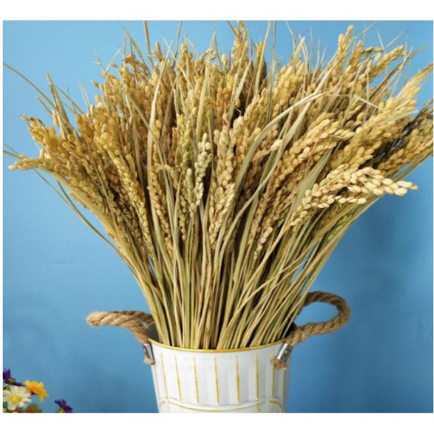 Bông lúa khô trang trí 1 bó 50 nhánh hạt lúa nguyên thủy KGD125