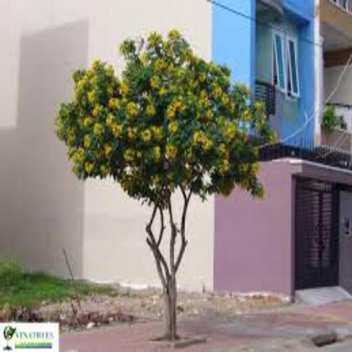 COM BO 3 CÂY GIỐNG MUỒNG LÁ LẠC