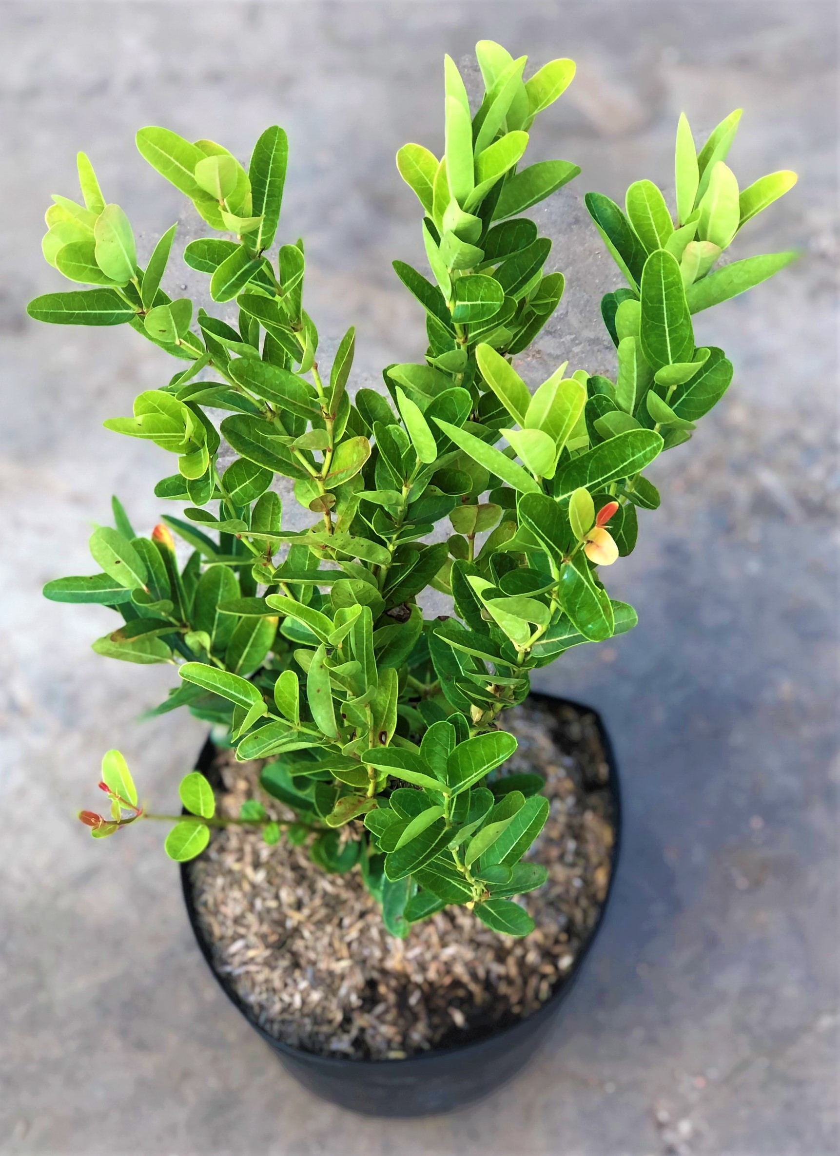 Cây Siro trồng cho trái liền