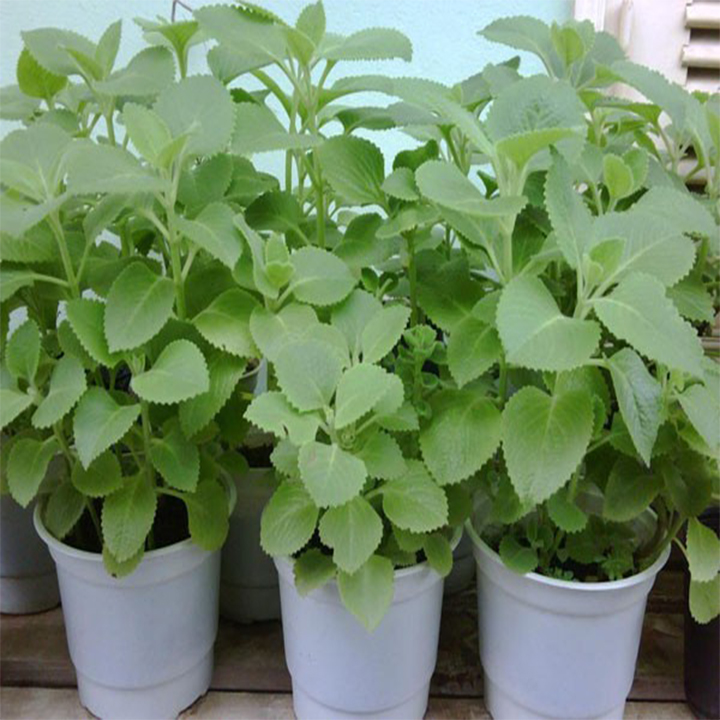 Gói 100 hạt giống húng chanh
