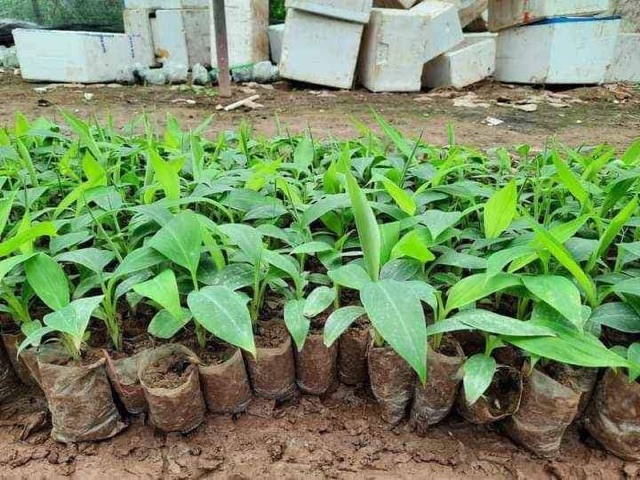 Chuối cảnh mini cây khỏe,hàng chọn lọc