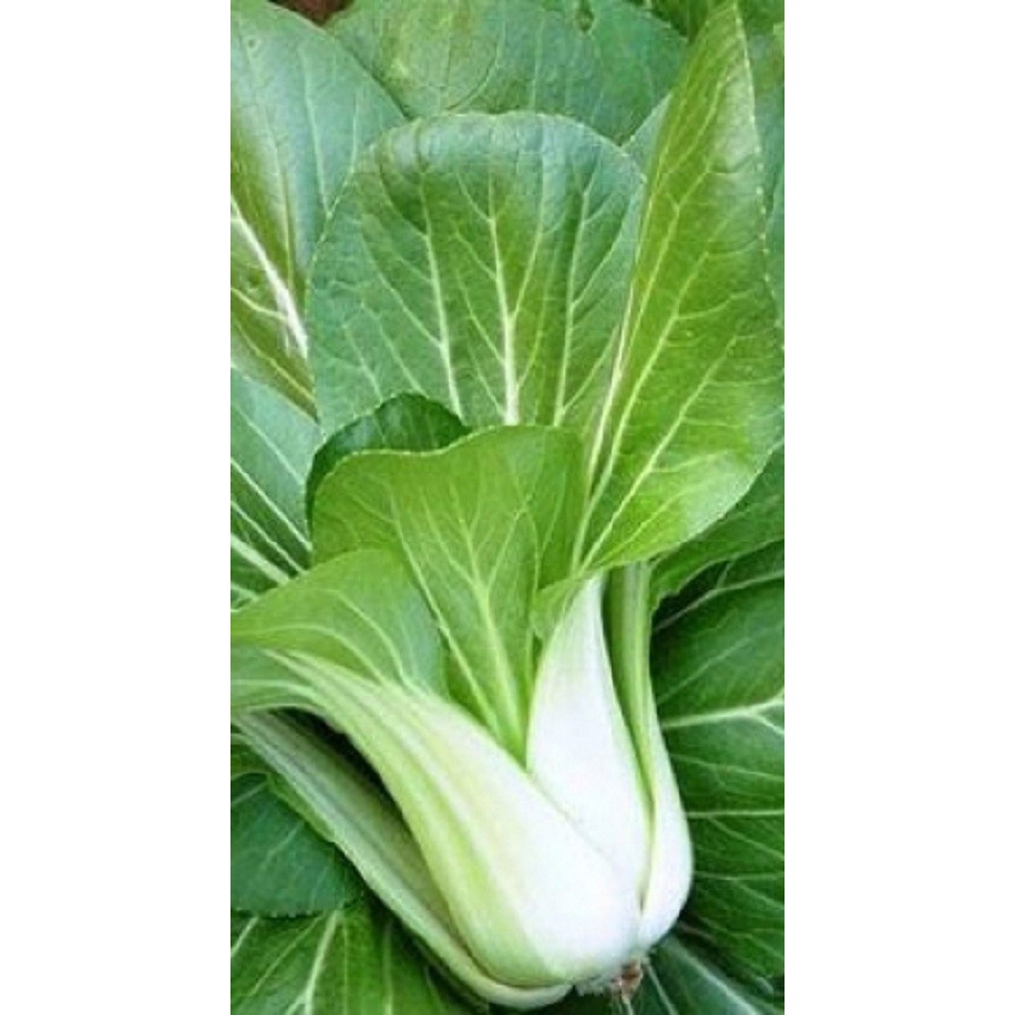 HẠT GIỐNG CẢI BẸ TRẮNG - GÓI 20 GRAM