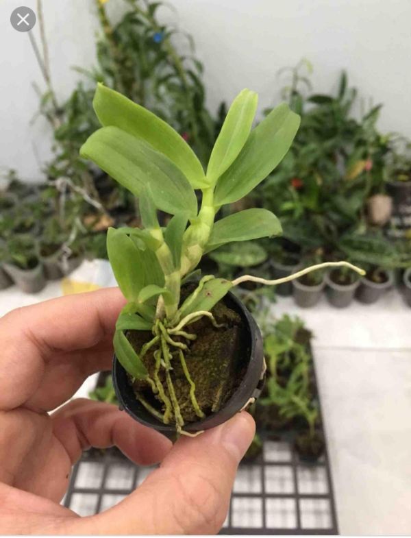 5 cánh trắng bạch tuyết