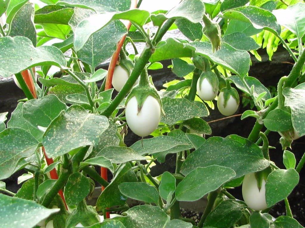 [HCM]HẠT GIỐNG CÀ : Cà pháo trứng trắng VN  - Gói 50 HẠT  .