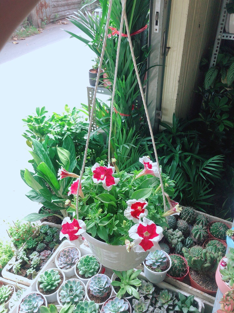 Chậu Hoa Dạ Yến Thảo