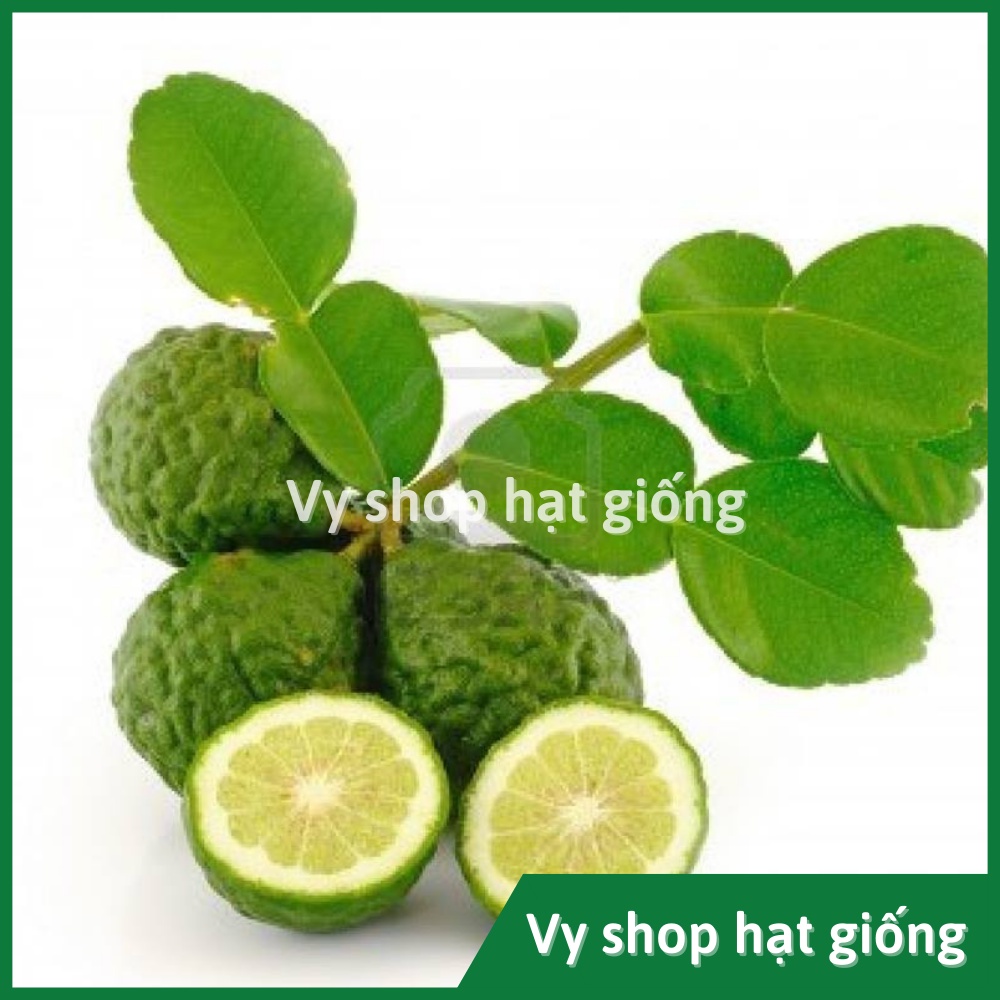 Hạt giống chúc Thái - chanh não gói 5 hạt