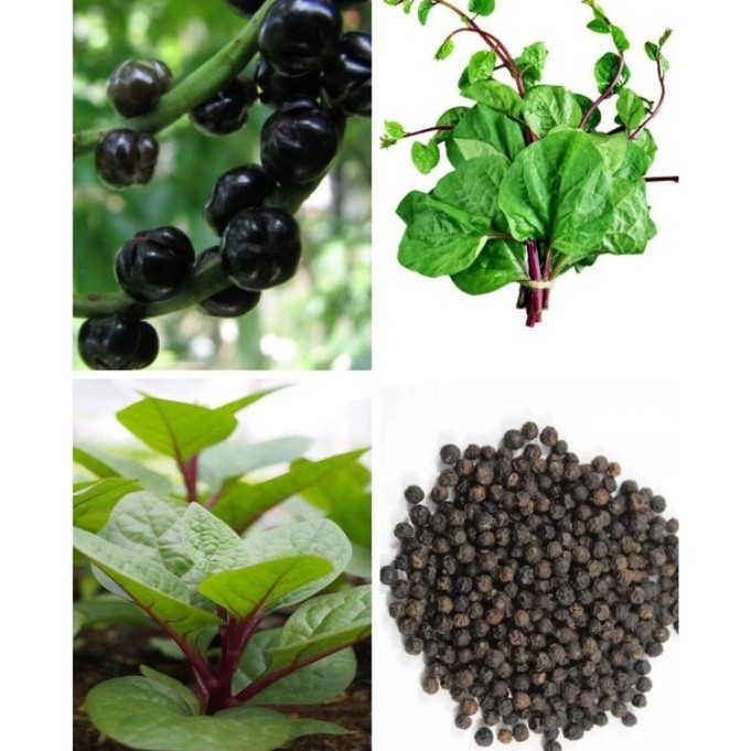 Hạt giống rau mồng tơi tím thái lan -gói 1 gram(tặng kèm phân bón)