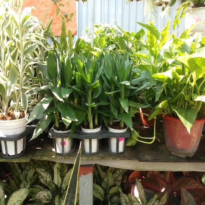 chậu cây phát tài phát lộc thủy sinh