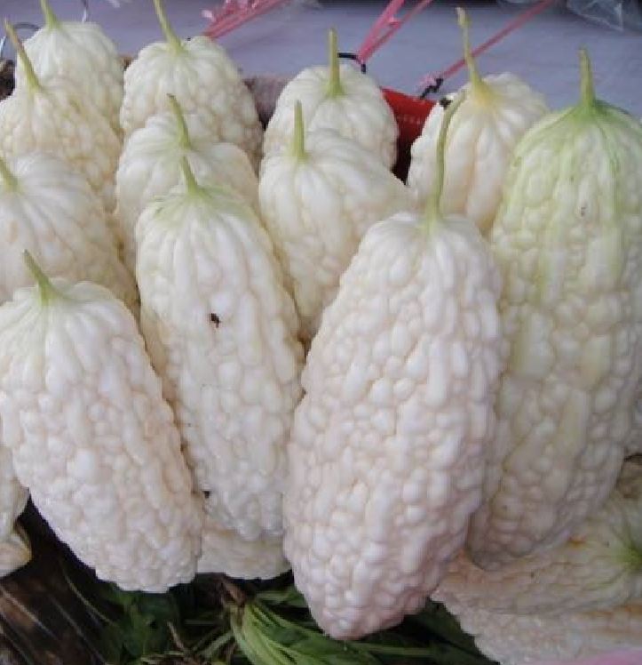 "Gói 5 Hạt " Hạt giống mướp đắng trắng (mướp đắng bạch tuyết)