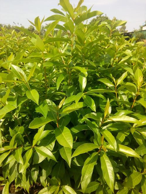 Cây Vối nếp- chiều cao 40-50cm