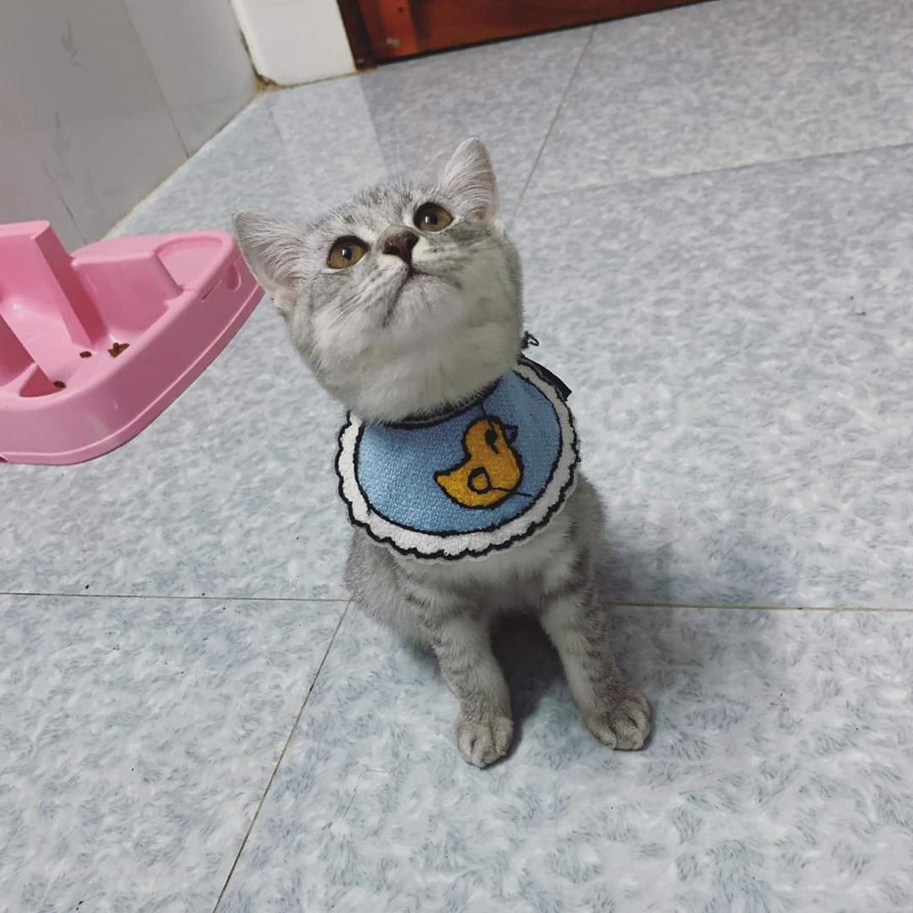 [HCM]Yếm Đeo Dễ Thương Cho Chó Mèo Thú Cưng