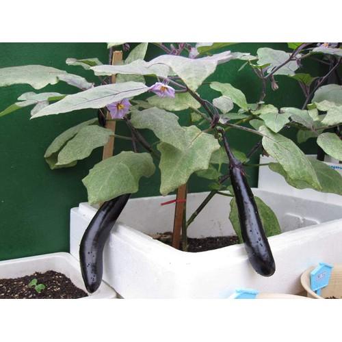 F1 Long Eggplant Seeds - 0.5Gr/Package