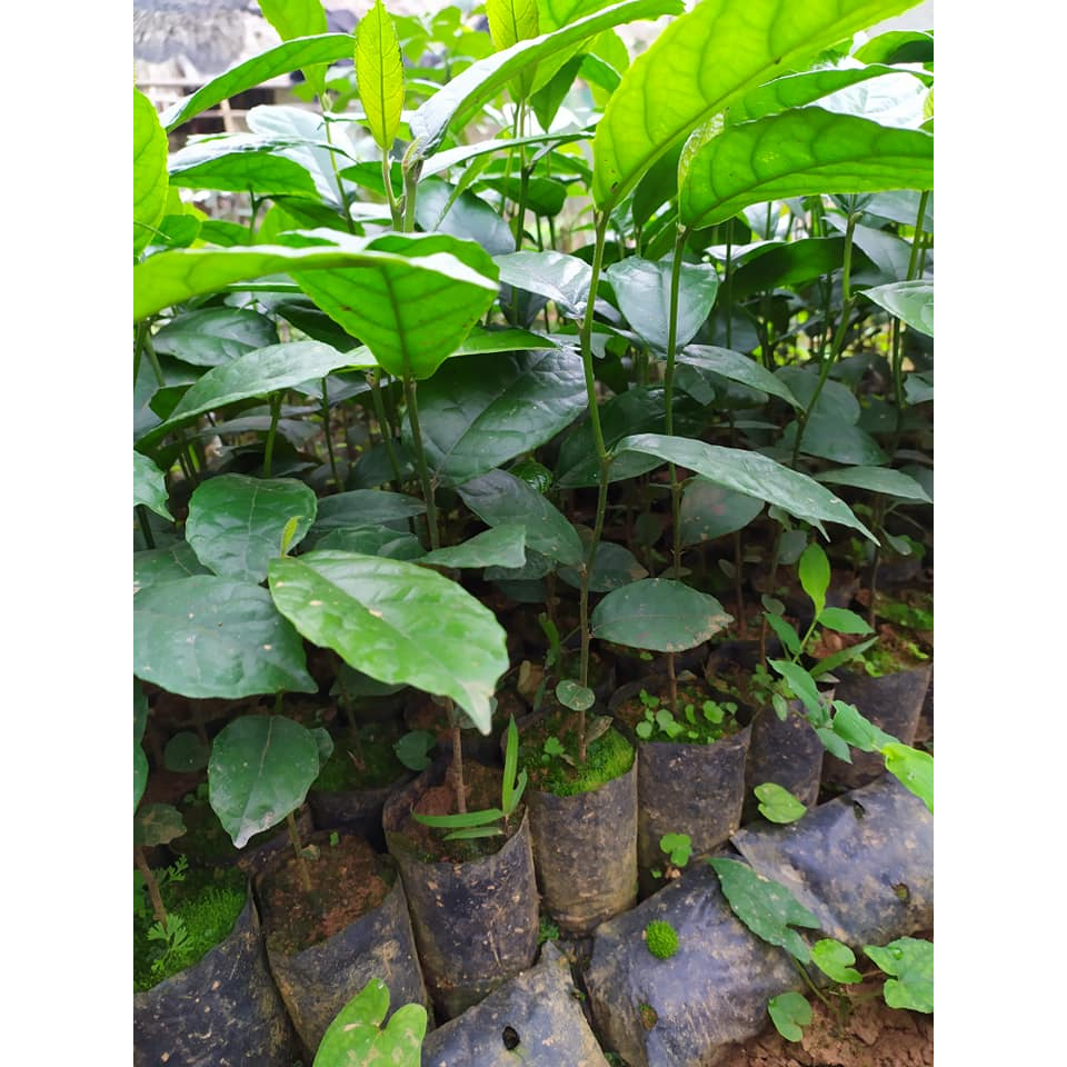 Cây chay ruột đỏ giống