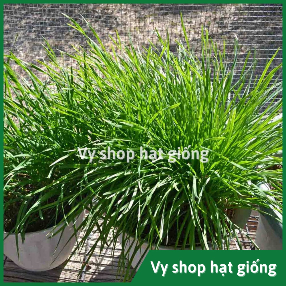 Hạt giống hẹ ăn lá Thái Lan gói 230 hạt