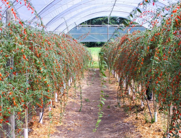 Gói 10  hạt giống Câu Kỷ Tử GojiBerry