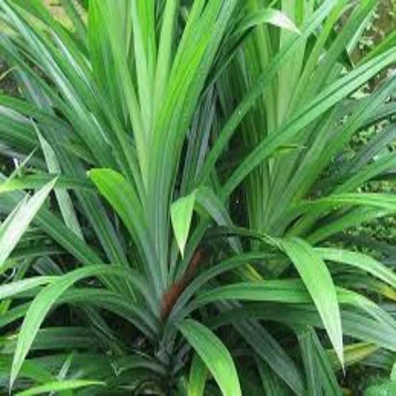 Cây lá Nếp thơm giống (lá dứa thơm, lá Nếp)- cây giống nhỏ