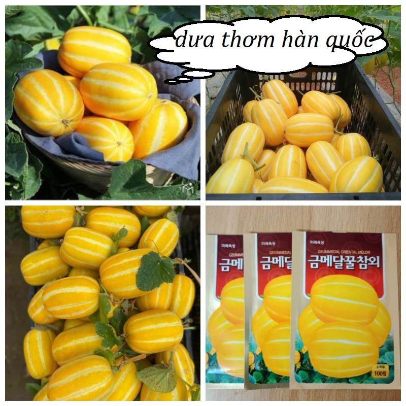 Hạt giống Dưa lê Hàn Quốc siêu ngọt -gói 20 hạt