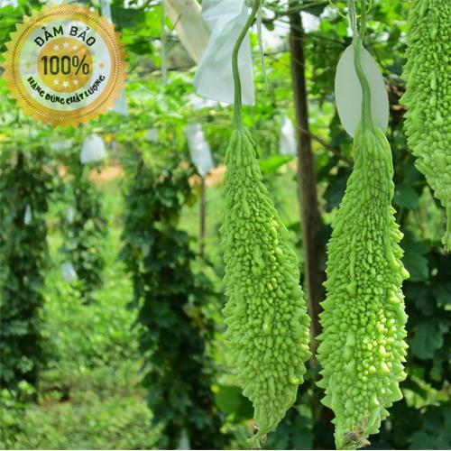 Khổ qua rừng nguyên trái - Khổ qua gai sấy khô tự nhiên