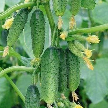 Hạt giống dưa chuột bao tử - gói 10 hạt