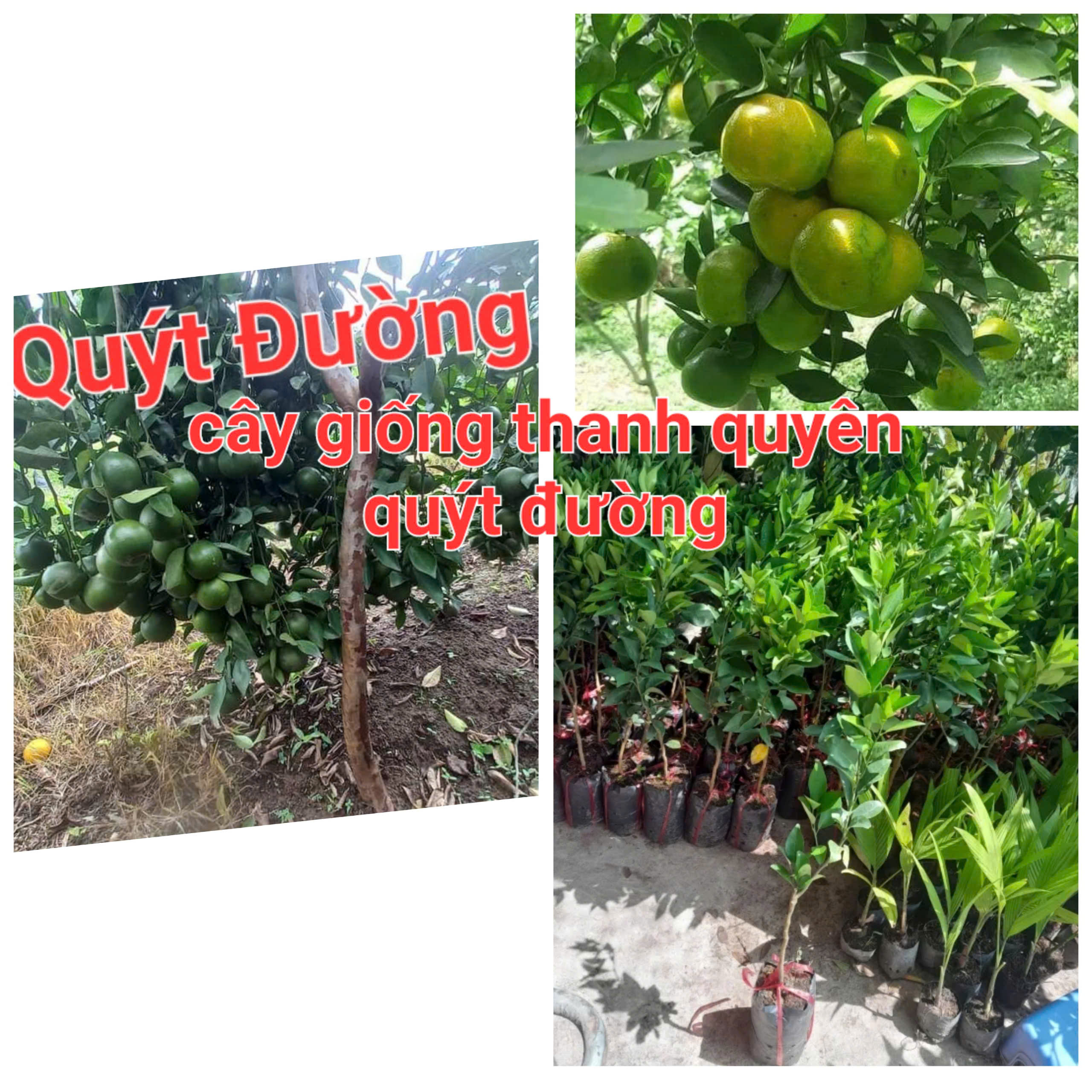 Quy Duong Seedling Tree