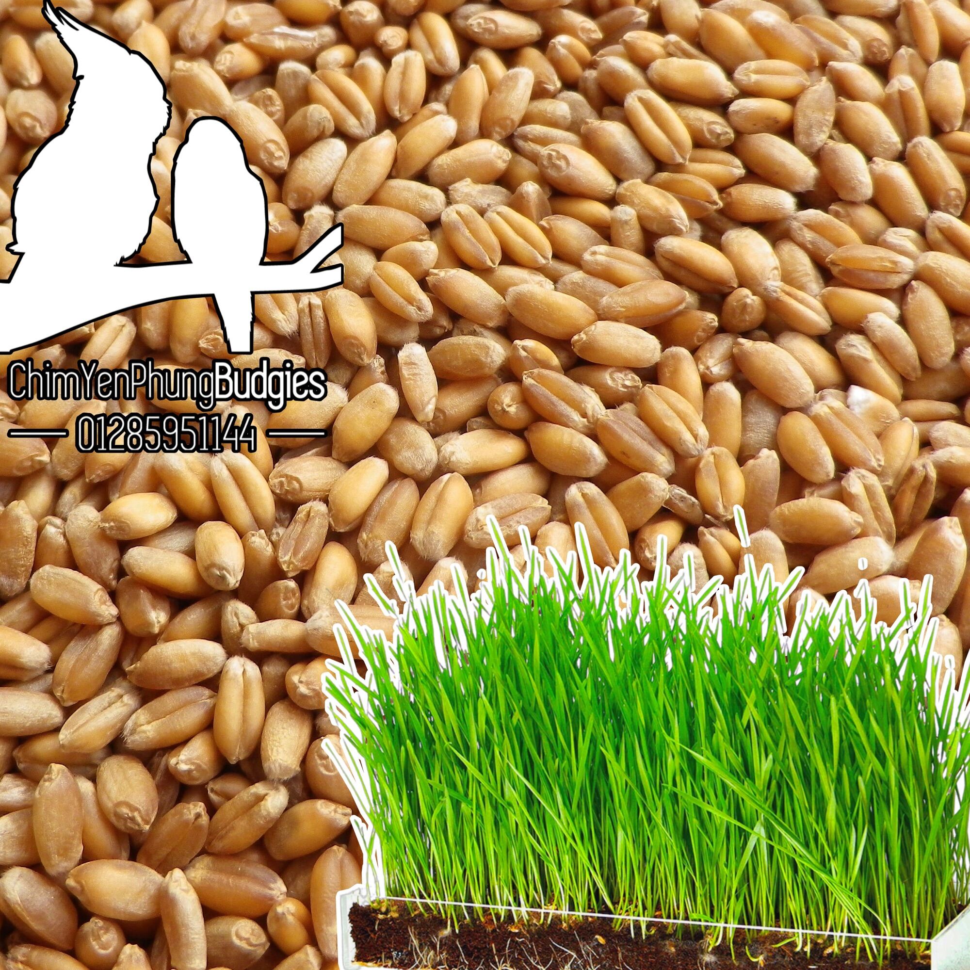 2kg hạt giống cỏ lúa mì (cỏ mèo) ươm nảy mầm đa công dụng.