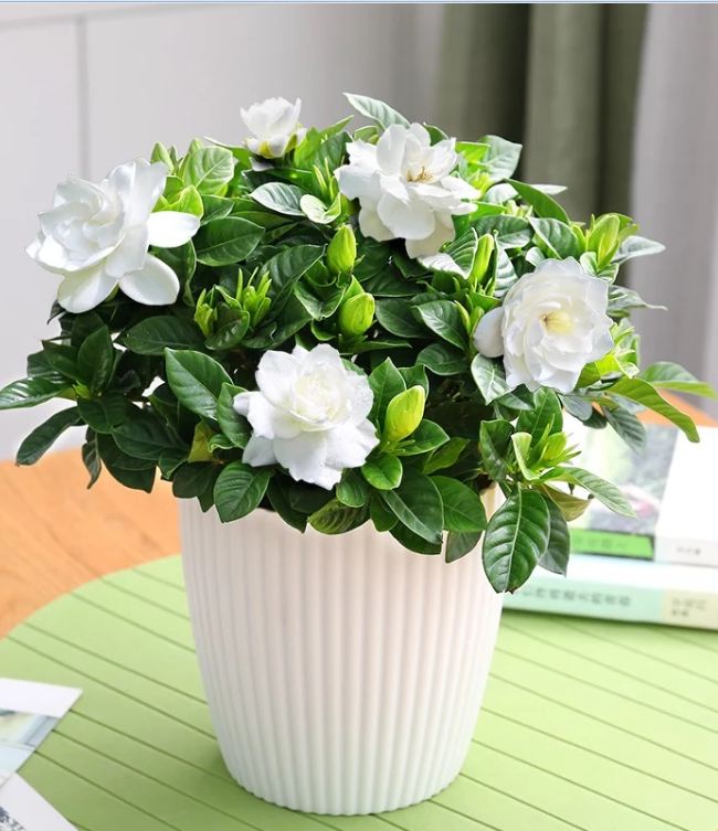 "Gói 10 Hạt " Hạt giống hoa nhài trắng ( hoa lài )