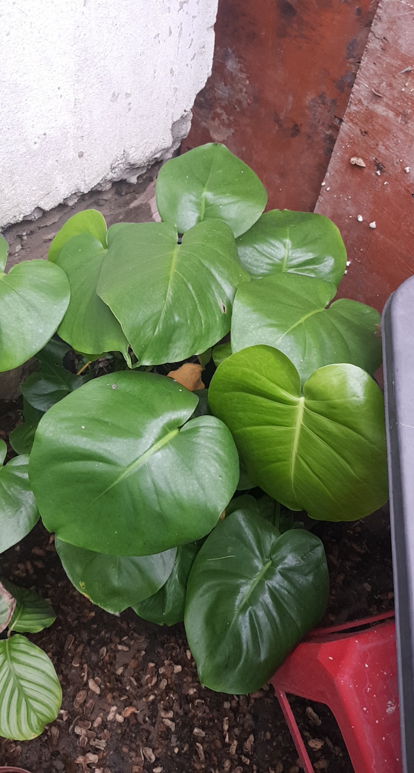 [HCM]combo trầu bà lá xẻ và đuôi công sọc