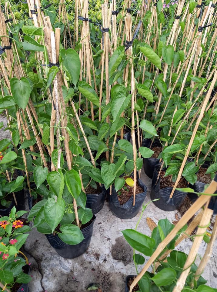 Dây hoa thiên lý (Cây Giống)