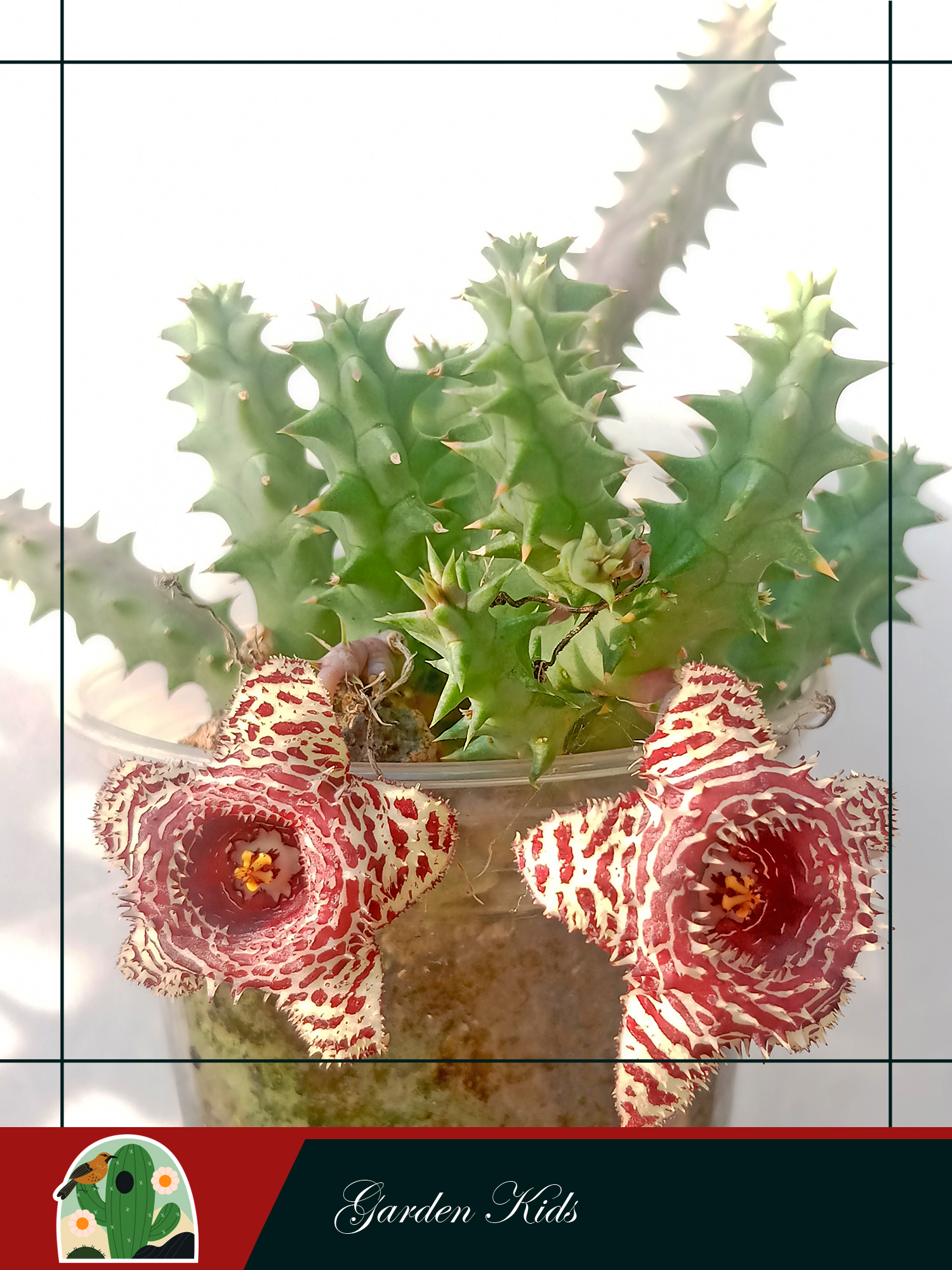Xương rồng sao biển hoa chấm bi đỏ (Huernia Korat Tiger)
