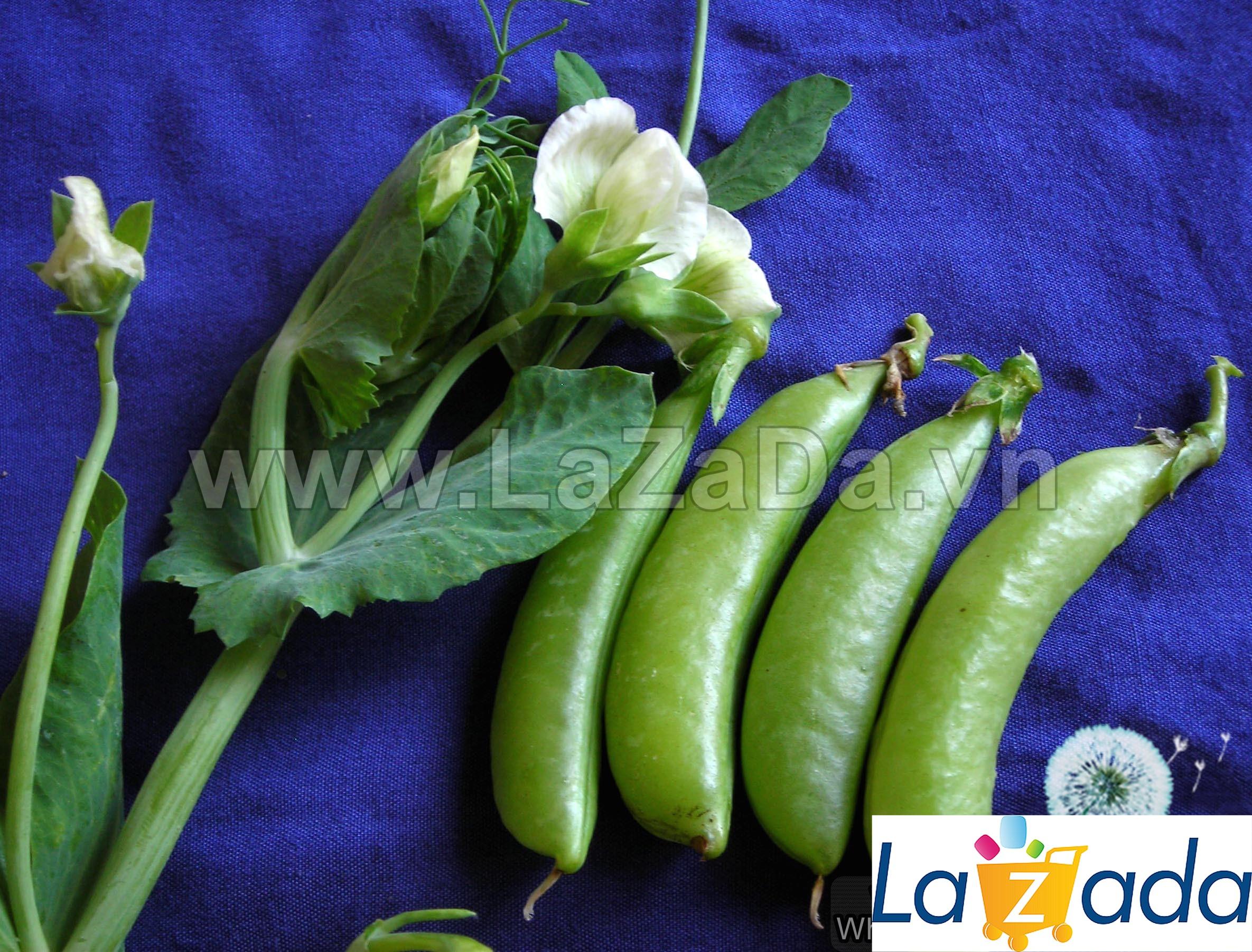 5Gr Hạt Giống Đậu Hà Lan Leo Siêu Ngon Sugar Snap (A2.303| W1*W53*M026)