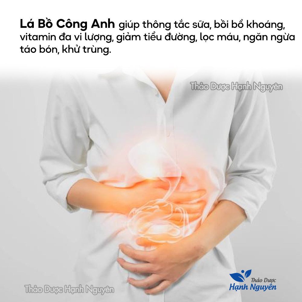 Bồ công anh 1kg, sấy khô, nguyên lá, trà bồ công anh thanh nhiệt, lợi sữa, mát sữa, ngừa u xơ