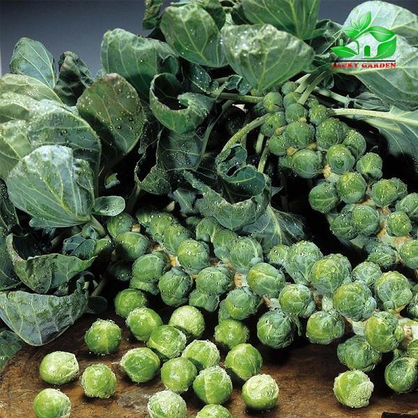 [Sale  off] Hạt giống rau bắp cải tí hon xanh