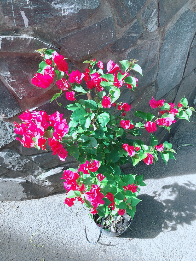 Cây Hoa Giấy