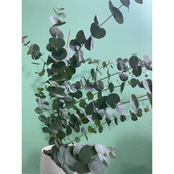 Cây Khuynh Diệp - Bạch Đàn