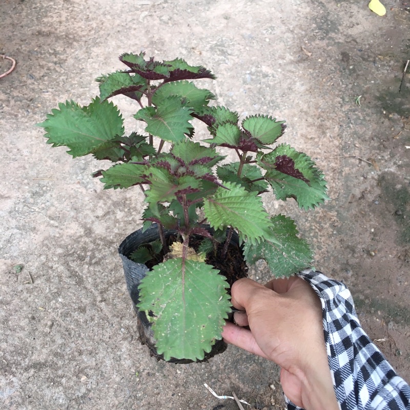 Cây tía tô trồng bầu đen ngọn xum,cây gia vị