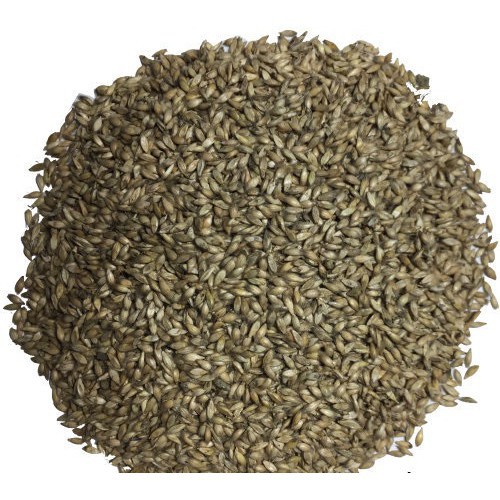[HCM]Gói 1KG hạt giống Cỏ Ruzi (Cỏ sả Chịu giẫm đạp)