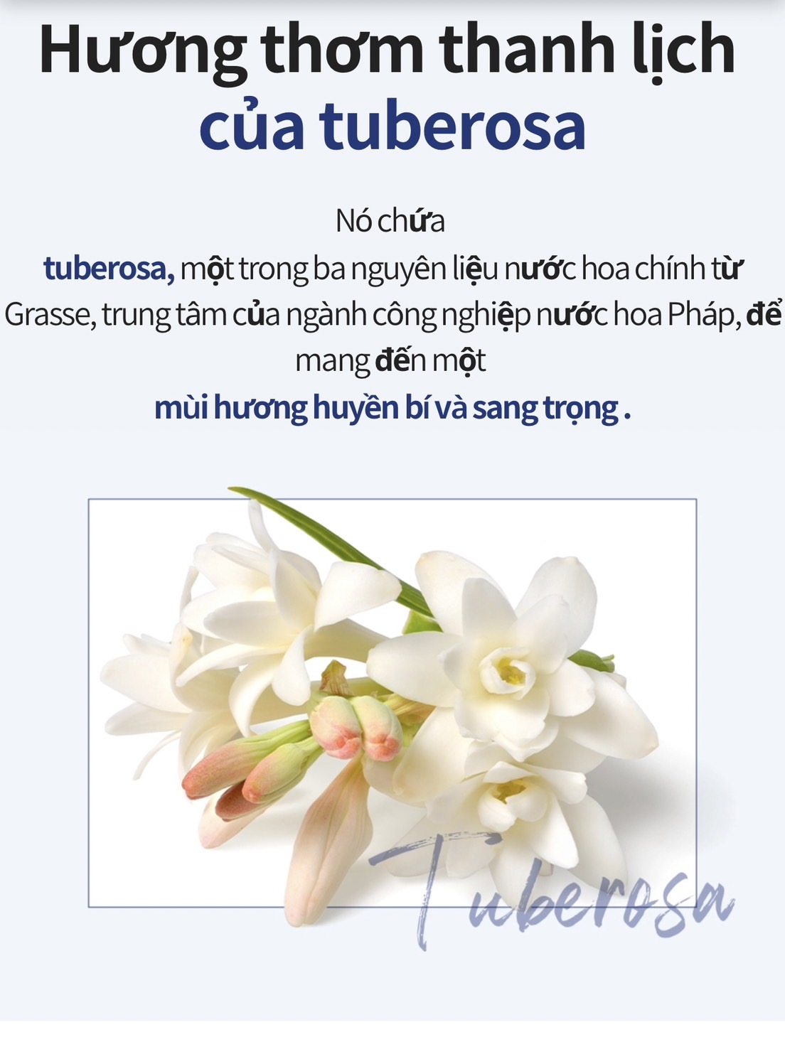 Tinh chất serum làm trắng và mờ các nếp nhăn da cho da mặt (loại cao cấp trong set 6)- Atomy Absolute Cellactive Serum 50 ml - 애터미 앱솔루트 셀랙티브 세럼 - Атоми СеллАктив Сыворотка