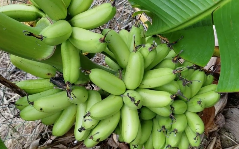 Cây chuối cau giống mẵn, giống lùn, mau trái- Hoa kiểng Nguyễn Lộc