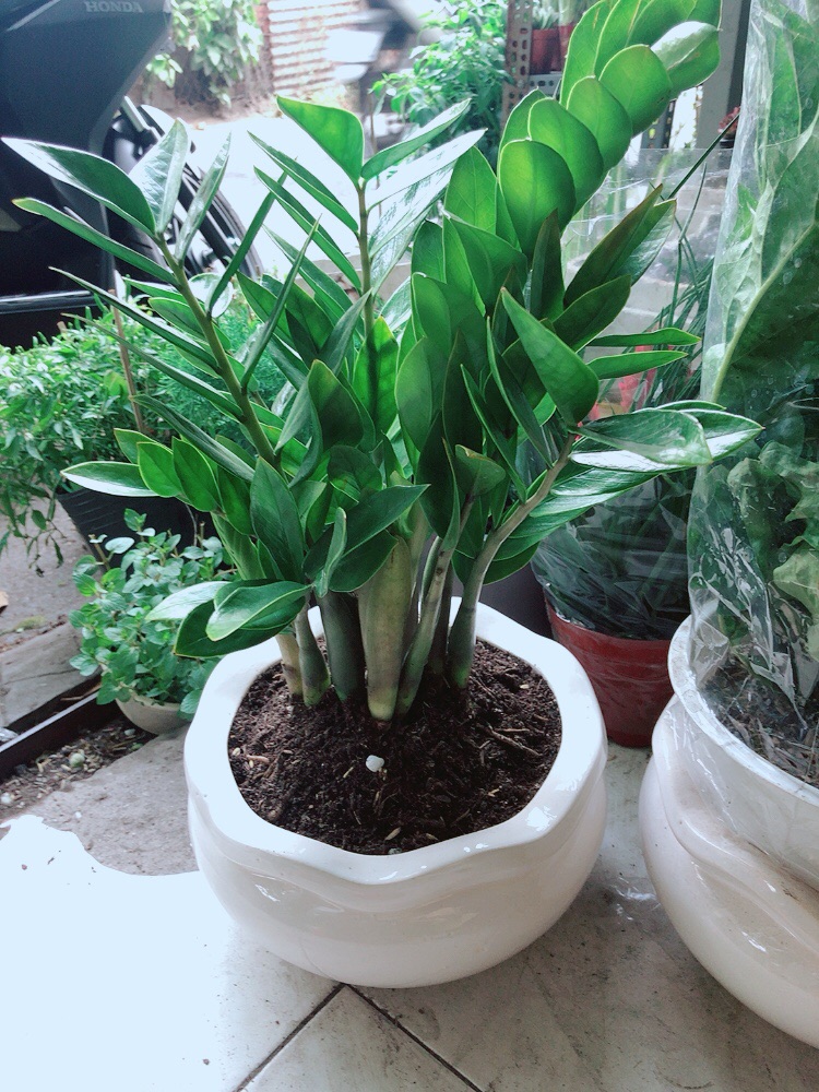 [HCM]Chậu Cây Kim Tiền